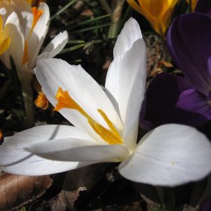 Bilocale autonomo - immagine 2