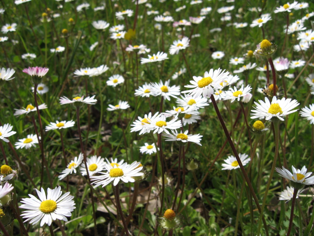 Abbonamento Praticante