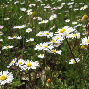 Abbonamento Praticante