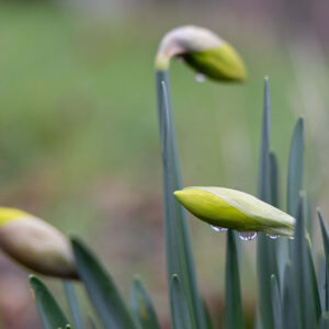 Abbonamento Mensile - immagine 2